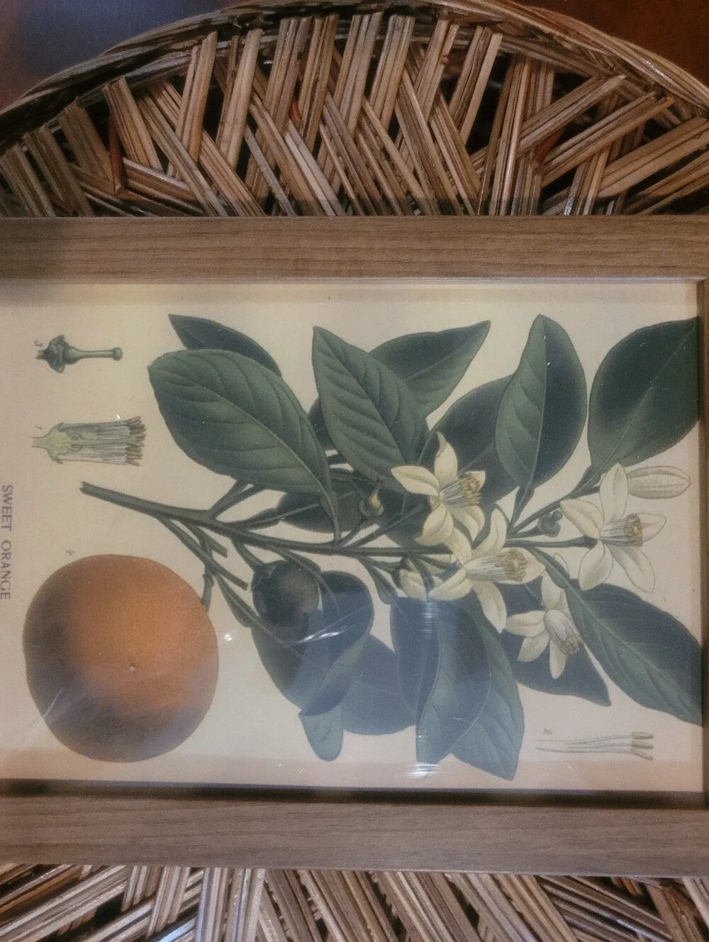 Botanical Sweet Orange Wall Art Print in Green and Cream - Unbranded